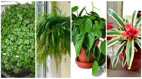 Plantes Dint Rieur Qui Nettoient Lair Et Qui Sont Quasi Increvables