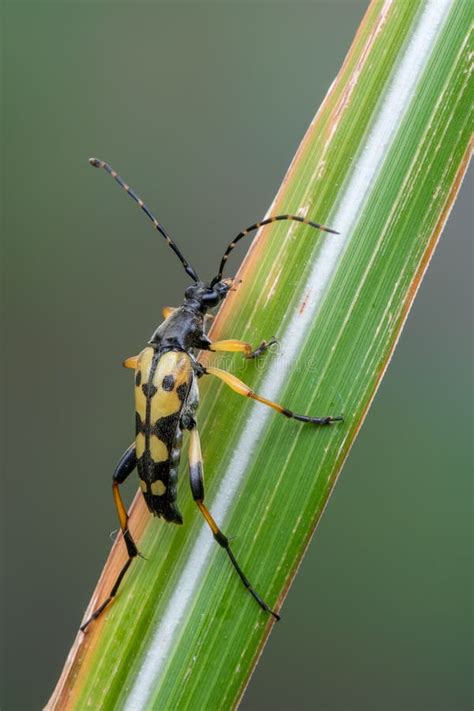 Longhorn Beetle Spotted Longhorn Rutpela Maculata Stock Image