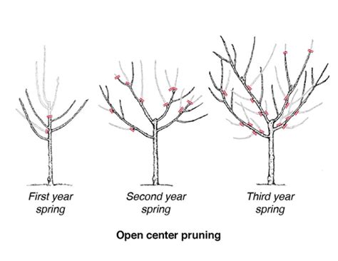 How to prune fruit trees for healthier trees and better harvests | Good ...