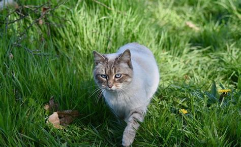 Une Tude A T Men E Afin De D Couvrir Ce Que Font Les Chats Pendant