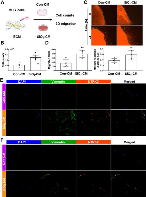 Sio Cm Promotes Fibrosis And Anoikis Resistance In Hpf A Cells