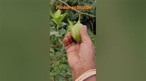 বাড়ির ছাদে টবে লেবু গাছগাছ ভর্তি লেবু🍋totaslifestyleshortsvlog