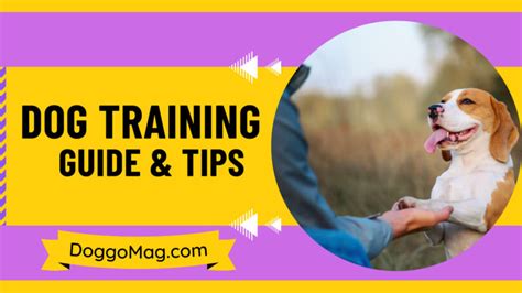 From Woofs to Wows: Effective Dog Training Guide - DoggoMag