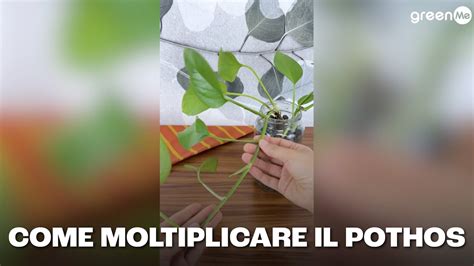 Come Moltiplicare Il Pothos YouTube