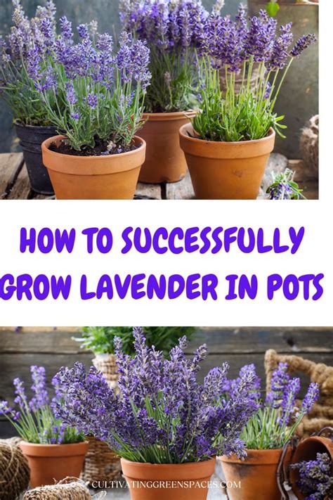 How To Successfully Grow Lavender In Pots In Growing Lavender