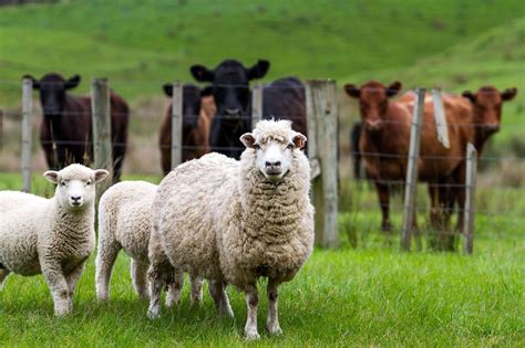 How To Feed Ewes Pre Mating Sharpes Stock Feeds