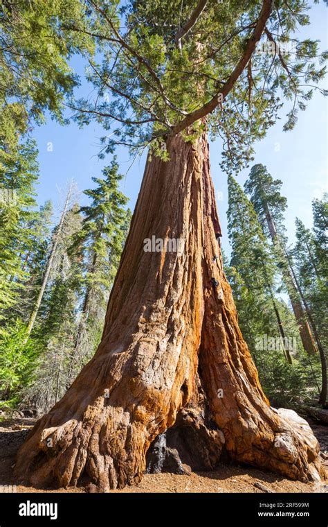 Giant Sequoia Tree In California Usa Stock Photo Alamy