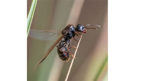 Carpenter Ants Big Black Ants With Wings A N T Pest Control