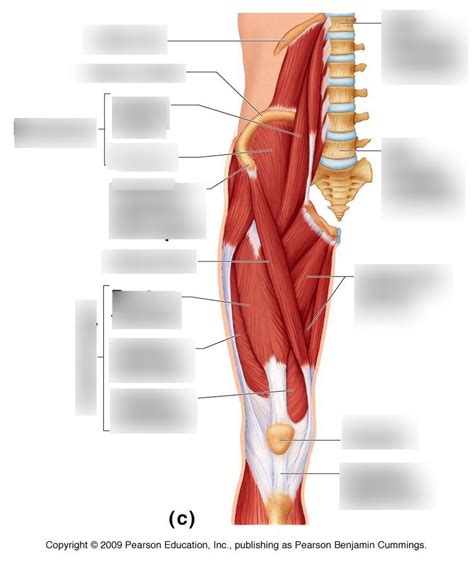 Anterior Pelvic Hip And Thigh Muscles Of The Right Side Of The Body