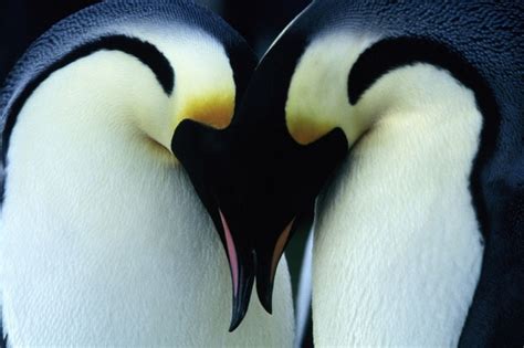 Emperor Penguin Couple Emperor Penguin Pinterest