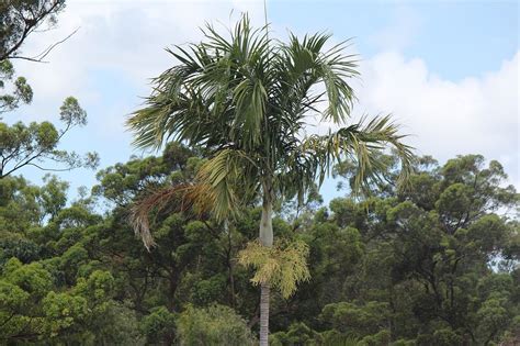 Carpentaria Acuminata Mtcoottha 2015 12 31a Carpentaria Wikipedia