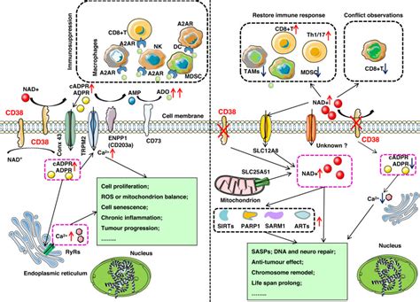 evolving roles  cd metabolism  solid tumour microenvironment pmc