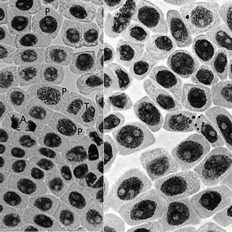 Allium Cepa Test For Potential Cytotoxic Genotoxic And Mutagenic