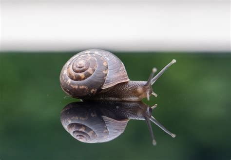 Help De Naaktslakken Eten Mijn Tuinplanten Op Tips Tegen Slakken