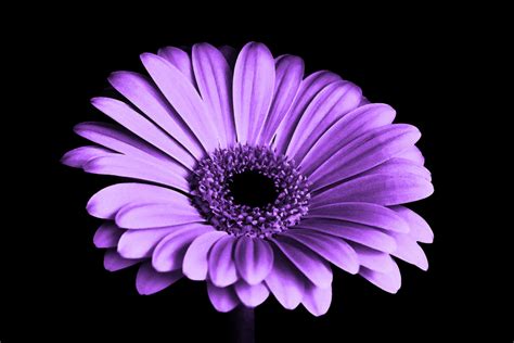 Purple Flower Pictures Page Wallpapers