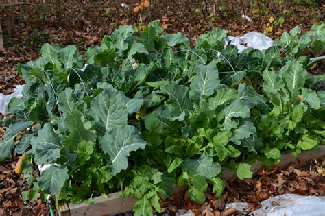 cauliflower - Page 1 - Garden Delights