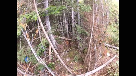 Bear Snare Set And Furbearer Trapping Site Youtube