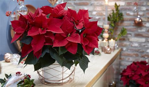 Getting Your Poinsettia To Rebloom The Easy Way Laidback Gardener