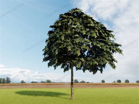 Mountain Ash Rowan Tree Sketchup 3d Model Skp File Download Sketchupbox