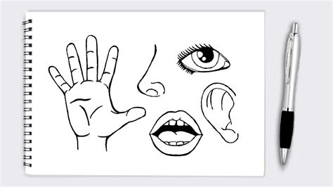 5 Senses Drawing How To Draw Sense Organs Human Senses Draw 5 Sense