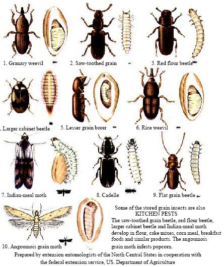 Pest Identification Stored Grain Pest Identification