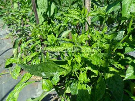 3 Langkah Alami Mengatasi Daun Keriting Pohon Cabe Madaniah