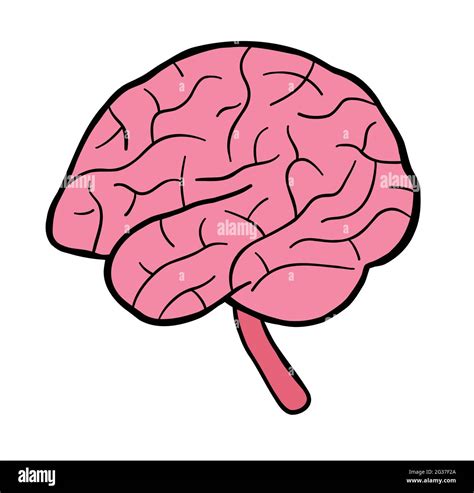 Cartoon Vector Illustration Of Human Brain Colored And Black Outlines