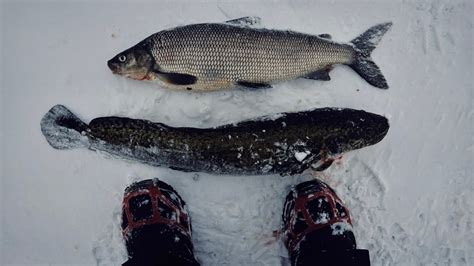 Lake Simcoe Ice Fishing White Fish And Burbot Underwater Footage Aqua