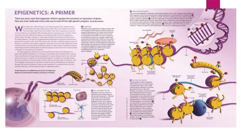 What Is Epigenetics Ppt