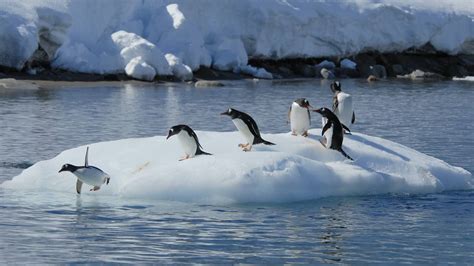 La Fonte Des Glaces En Antarctique Souligne Lurgence Dune Action