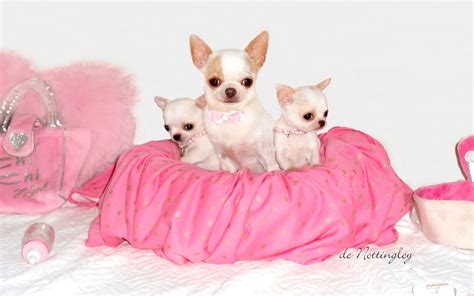 Portrait De Famille Maman Chihuahua Et Ses Deux Petits Chihuahuas Lof