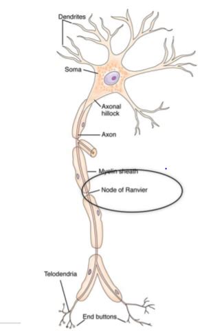 Tissues Of The Nervous System Flashcards Quizlet