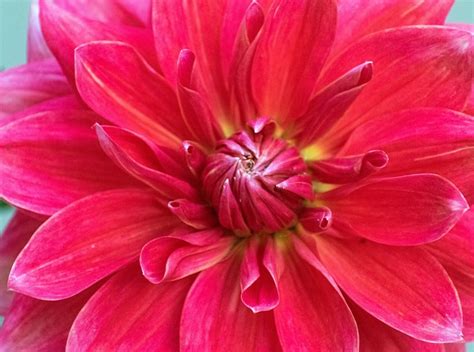 Dahlia Blomma Gratis Foto P Pixabay Pixabay