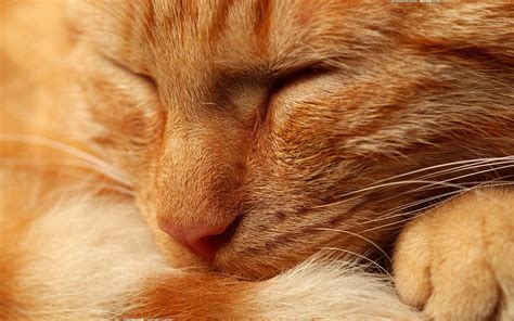 🔥 [30+] Orange Cat Wallpapers | WallpaperSafari