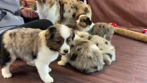 8 Week Old Blue Merle Australian Shepherd Puppy Tomboy Litter Color