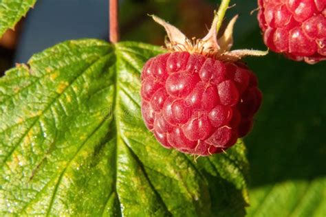 Raspberry On A Bush Stock Image Image Of Fresh Green 248644673