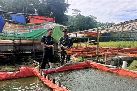 Kisah Inspiratif Babinsa Koramil 10 Selomerto Peternak Ikan Lele