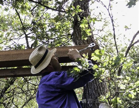 How To Hang A Tree Swing Without A Branch Sunny Side Design