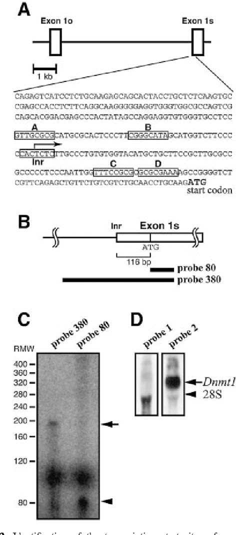 Figure 2 From Transcription Of Mouse Dna Methyltransferase 1 Dnmt1 Is