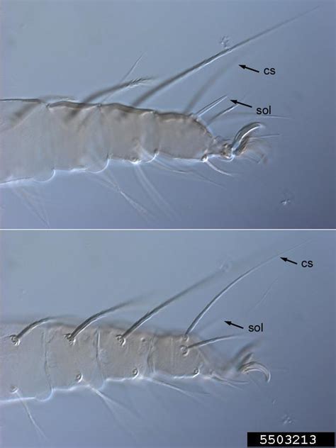 Red Palm Mite Raoiella Indica