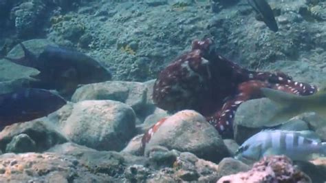 Video shows octopuses 'punching' fish as new study explains why ...