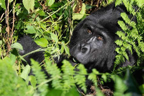 1 Day Uganda Gorilla Tour Short Gorilla Trekking From Kigali Or