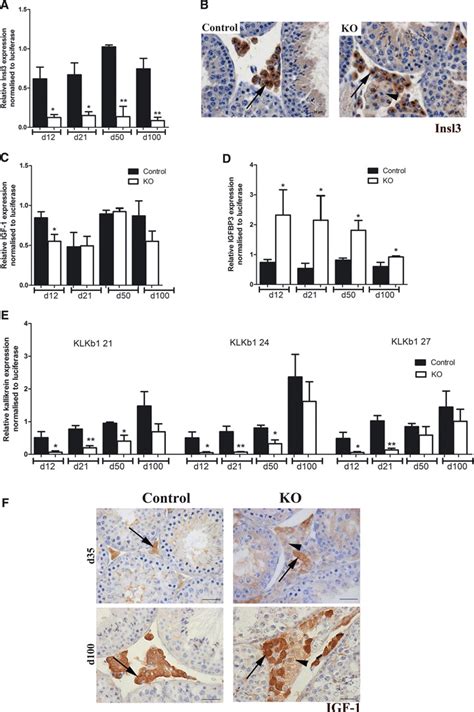 Expression Of Leydig Cell Lc Differentiation Markers In Peritubular