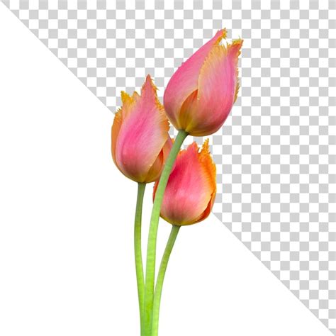 Premium PSD A Pink Tulip Flowers Psd Isolated