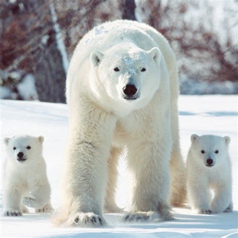 How Big Are Polar Bears