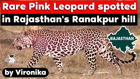 Rare Pink Leopard Spotted In Ranakpur Hills Of Rajasthan Rpsc Ras