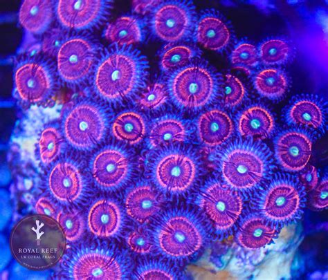 Everlasting Gobstopper Zoa 3+ Heads – Royal Reef