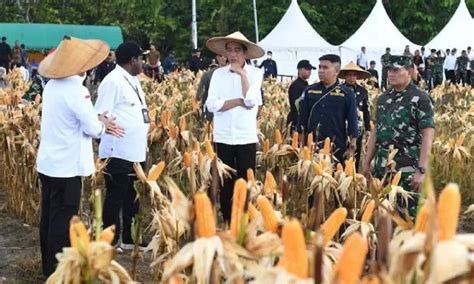 Tinjau Ladang Jagung Kawasan Food Estate Papua Jokowi Soroti Soal Air