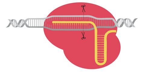 Crispr Cas Minipcr Bio