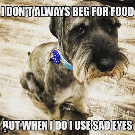 14 Funny Schnauzer Memes That Will Make Your Day Petpress